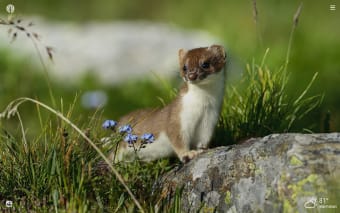 Stoat HD Wallpapers New Tab Theme