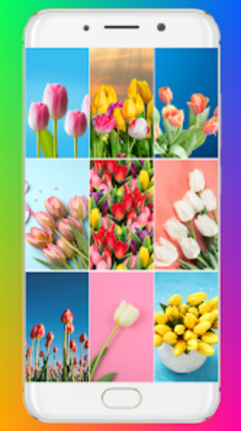 Tulip Wallpaper HD