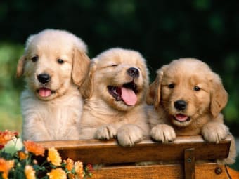 Cute Puppy Wallpapers HD