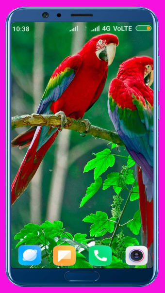 Parrot HD Wallpaper
