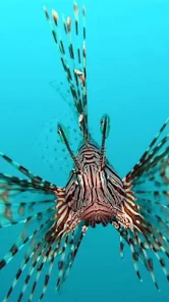 Ocean Fish Live Wallpaper