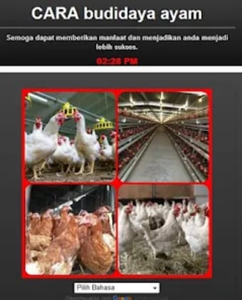 ways of Livestock Laying hens