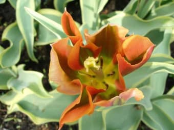 Free Tulip Flower Screensaver