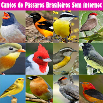 Cantos de Pássaros Brasileiros
