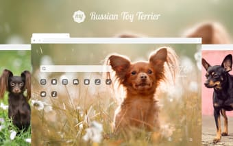 My Russian Toy Terrier Dog & Puppy Wallpapers