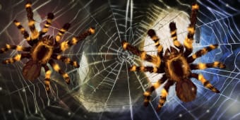 Spider, live wallpaper