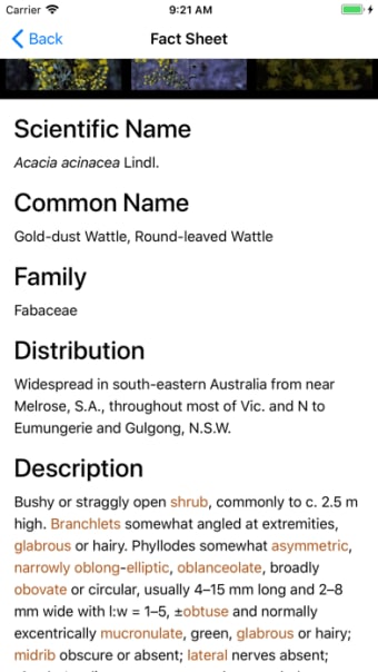 Wattle - Acacias of Australia