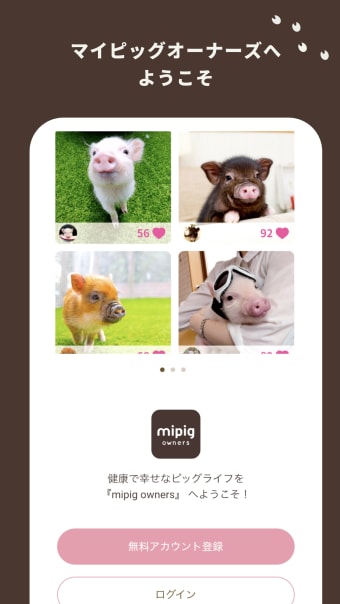 mipig owners new