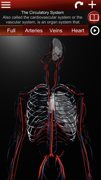 Circulatory System 3D Anatomy