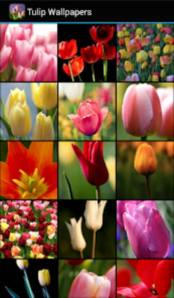 Tulip Wallpapers