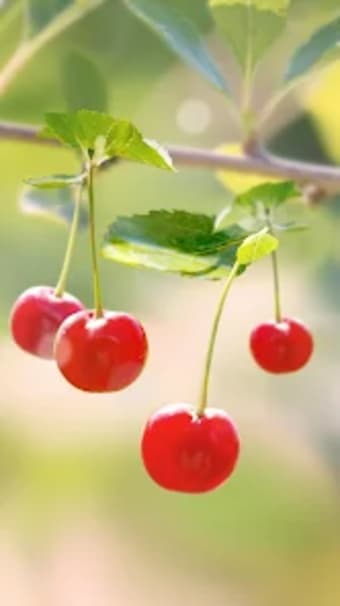 Sweet Cherry Live Wallpaper