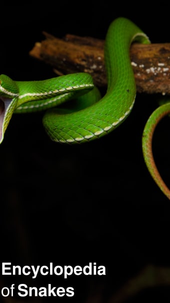 CHI Encyclopedia of Snakes