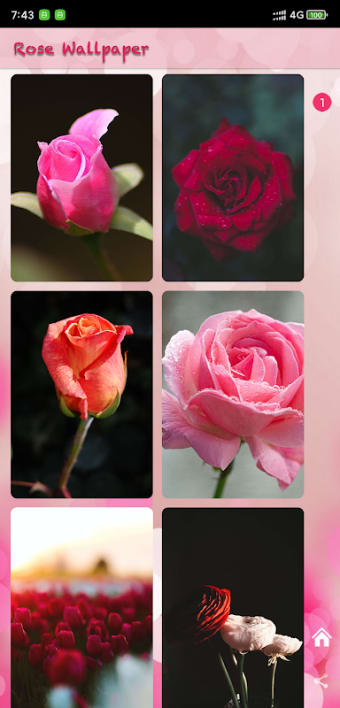 Roses flower Wallpapers V2