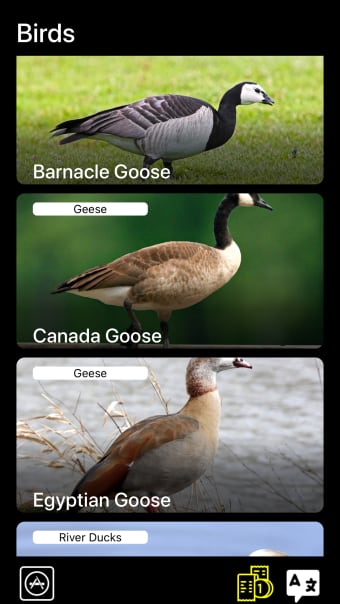 Bird Decoys - European Birds