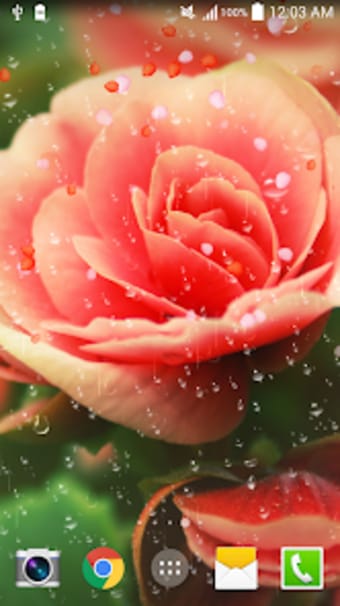 Rose Droplets Live Wallpaper