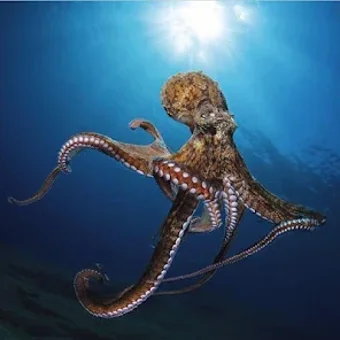 Octopus Wallpapers HD