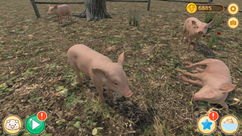 Piglet Garden