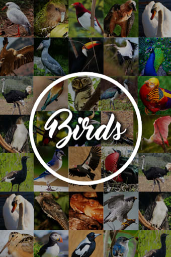 Bird Encyclopedia