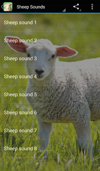 Sheep Sounds