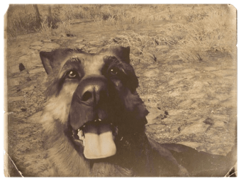 Dogmeat - A True Companion