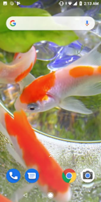 Goldfish Video Live Wallpaper