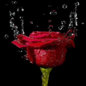Panorama roses GIF