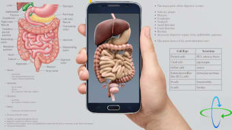 Human anatomy 3D : Organs and Bones