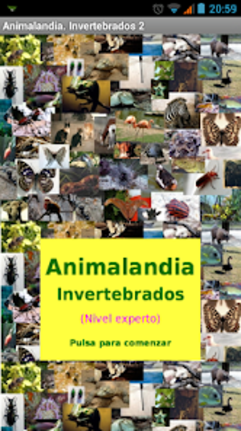 Animalandia Invertebrados Exp