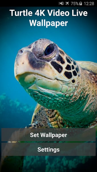 Turtle 4K Video Live Wallpaper