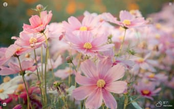 Cosmos Flowers HD Wallpapers New Tab Theme