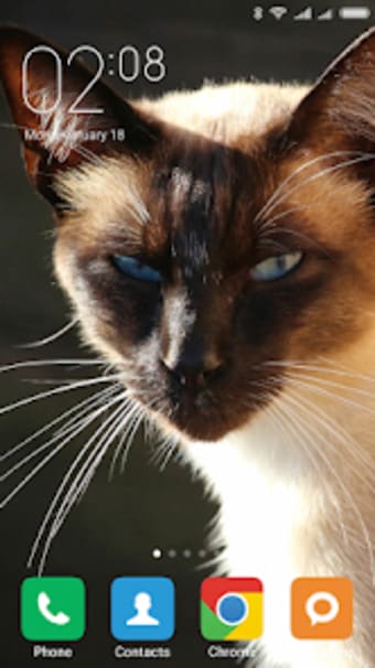 Siamese cat Wallpapers
