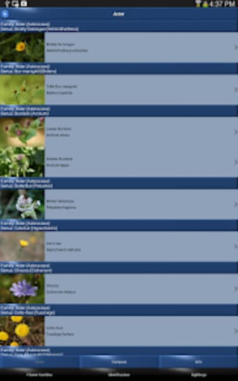 Wild Flower Id Automatic Recognition British Isles