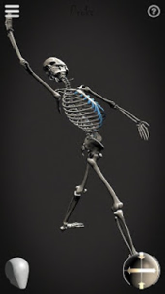 Skelly: Poseable Anatomy Model