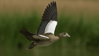 Goose Sounds - Goose hunting calls
