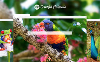 My Colorful Animals HD Wallpapers New Tab