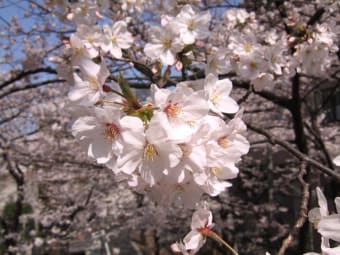 3月のおすすめ-お花見編