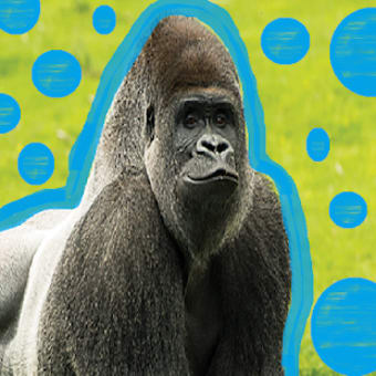 Gorilas free