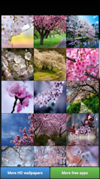 Sakura Cherry Blossoms HD Wall