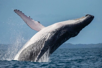 SPERM WHALE AND BLUE WHALE ATTACK