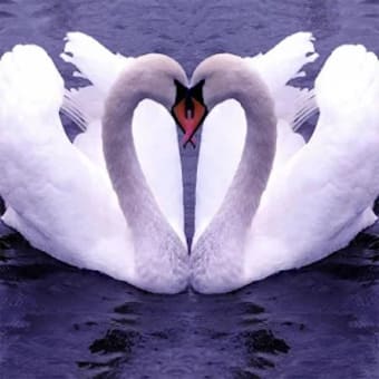 Swans Jigsaw Puzzles