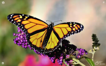 Monarch Butterfly HD Wallpapers New Tab Theme