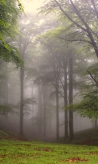 Cool Fog Wallpapers