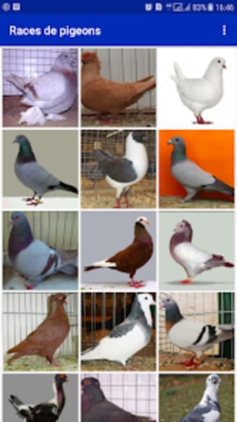 Races de pigeon
