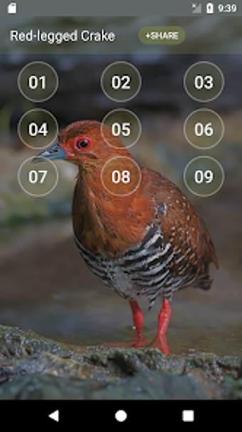 Red-legged crake bird sounds