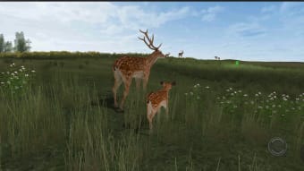 Life Of Deer Remastered
