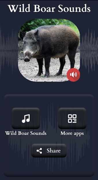 Wild Boar Sounds