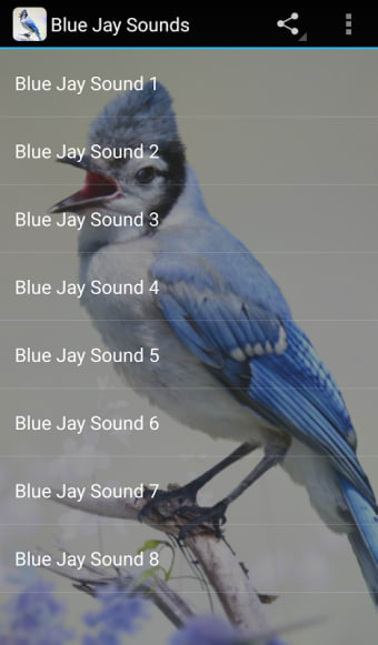 Blue Jay Sounds