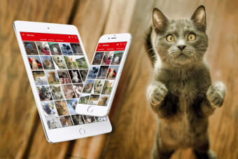 MeowApp - Cute Cat Sound App
