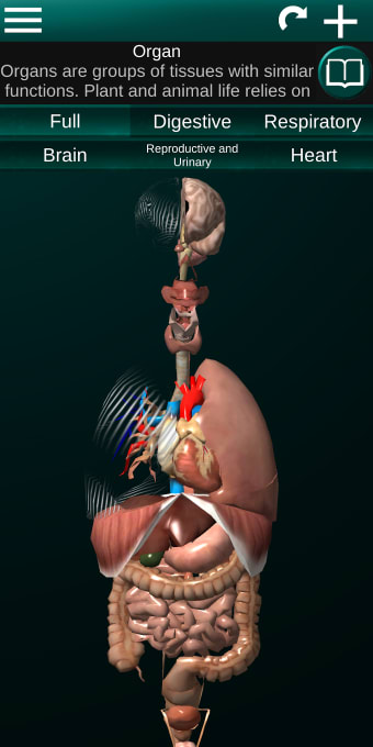 Internal Organs in 3D Anatomy
