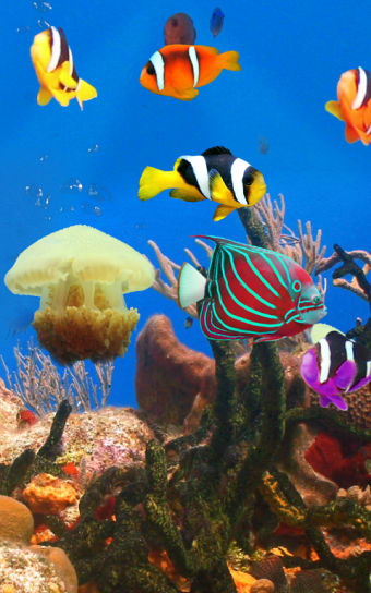 Aquarium and fishes